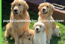 puppy:1azdln0ha3y= golden retriever