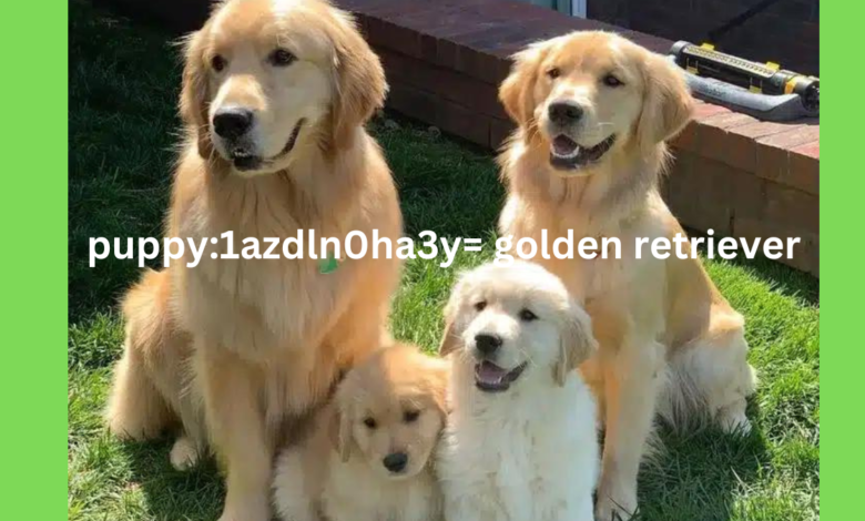 puppy:1azdln0ha3y= golden retriever