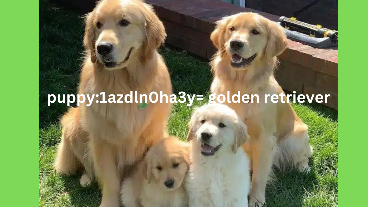 Puppy:1azdln0ha3y= golden retriever: The Joys of Welcoming a Golden Retriever into Your Home